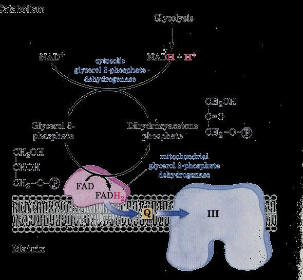 Lanzadera del Glicerol-3-P glucolisis Glicerol 3 fosfato deshidrogenasa citosolica