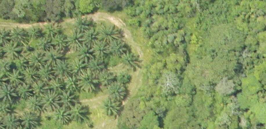 Palma de aceite en Colombia respeta los bosques La palma de aceite se