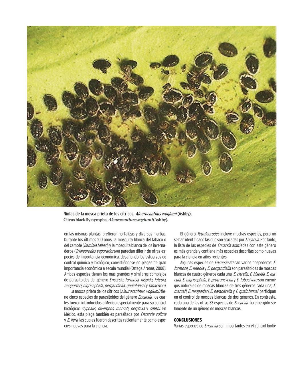 CienciaUAT. 6(3): 34-40 (Ene-Jun 2012). ISSN 2007-7521 Ninfas de la mosca prieta de los cítricos, A/eurocanthus woglumi (Ashby). Citrus blackfly nymphs, Aleurocanthus woglumi(ashby).