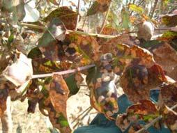 Infecciones fuertemente asociadas a eventos de lluvias Movimiento global de T. nubilosa Semilla de Eucalyptus importada por Uruguay 23 24 25 26 27 21 kg of seeds 66.