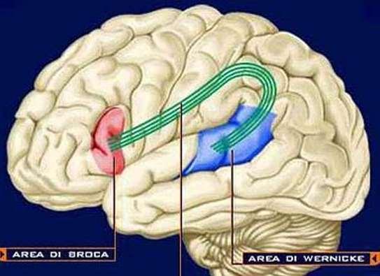 PSICOPATOLOGIA del HABLA 1. El cerebro es funcionalmente asimétrico. 2. Las áreas del cerebro responsable del lenguaje se encuentra en el HEMISFERIO DOMINANTE (95% población hemisferio izquierdo).