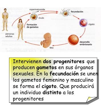 Biología Básica la reproducción sexual un gameto femenino y un gameto masculino se unen para formar una única célula