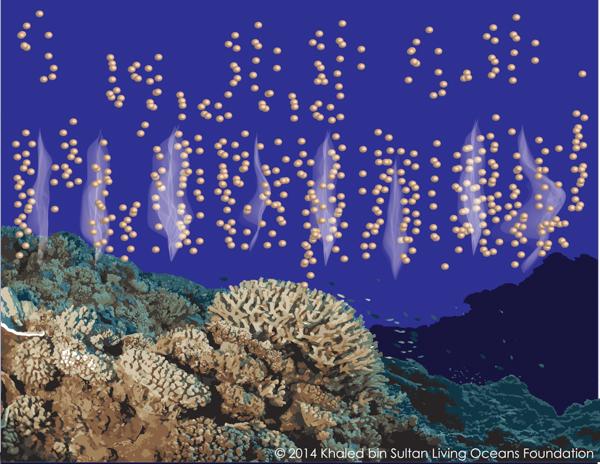 Un poco de historia primeros animales con reproducción sexual hace 600 M años - hacia las 21:20 h o corales: fertilización externa en el mar https://www.livingoceansfoundation.