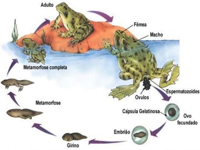 Un poco de historia hace unos 370 M años hacia las 22:15 h animales en tierra anfibios fecundación externa, en medio acuático https://es.slideshare.
