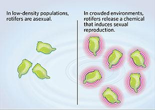 sexual a alta densidad Ambientes homogéneos reproducción asexual Ambientes heterogéneos