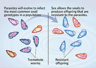 Ventajas de la Reproducción Sexual evolución de parásitos caracolillos de agua dulce (Potamopyrgus antipodarum) Hipótesis: Los parásitos evolucionan para infectar el genotipo más frecuente (sexual o