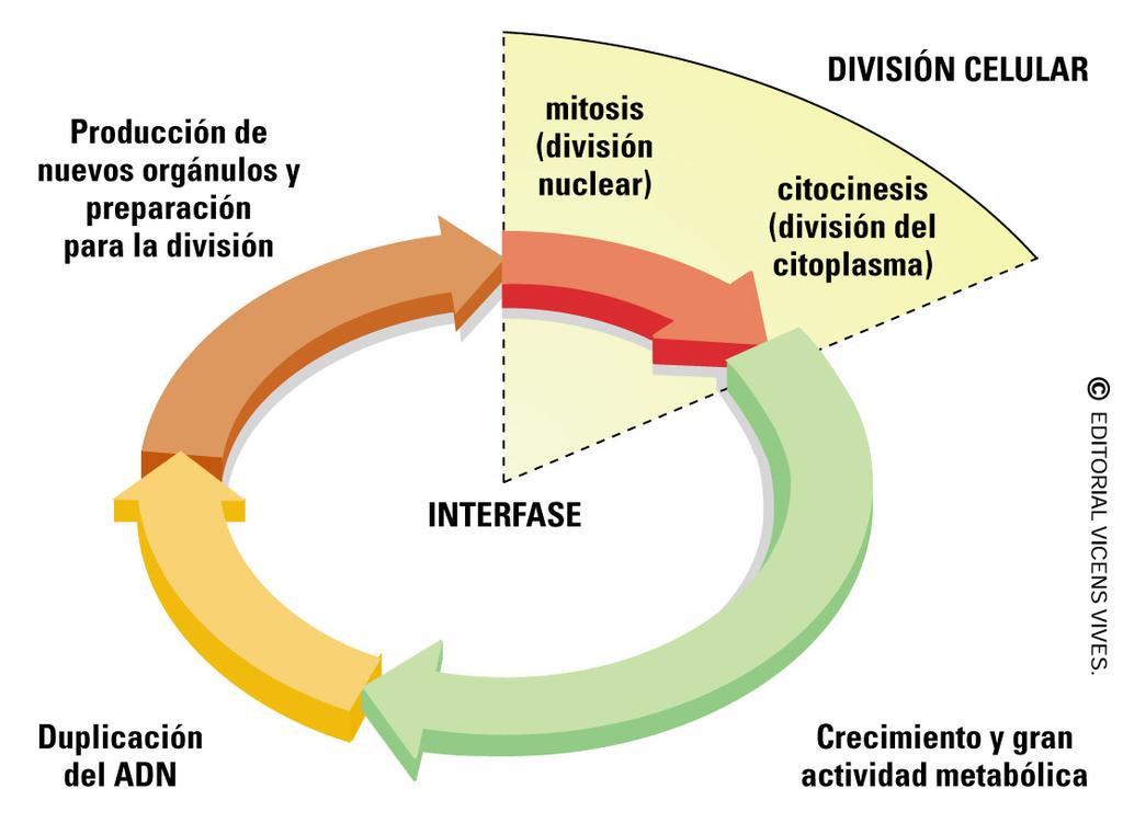 Biología Básica células complejas (eucariotas) núcleo, varios cromosomas, orgánulos (mitocondrias,