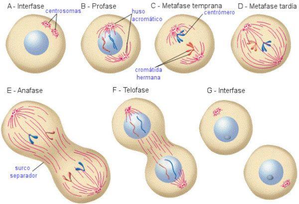 Biología Básica duplicación de una célula compleja (mitosis) 9