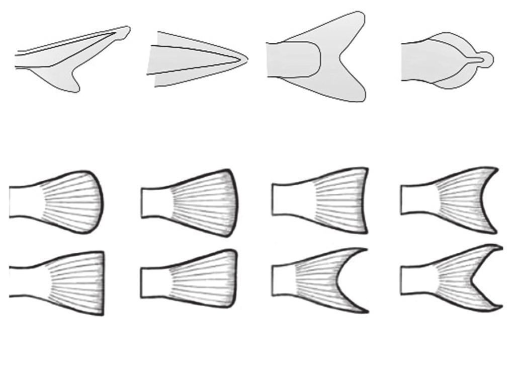pez y hacen de timón en el movimiento. Línea lateral Orificios nasales Ojo 1.ª aleta dorsal 2.ª aleta dorsal Pedúnculo caudal Aleta caudal Boca Figura 2.