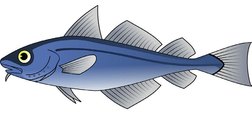 44 GeSTIÓn de la PeSca continental SabíaS que? La suma de las longitudes de la cabeza, tronco y cola es la talla o longitud del pez.