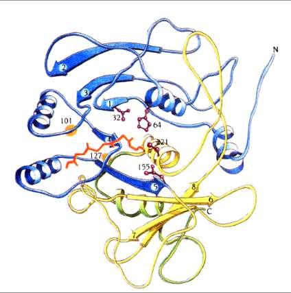 Igual mecanismo catalítico que las serin proteasas de mamífero: una Ser catalítica asistida por una His y un Asp (tríada