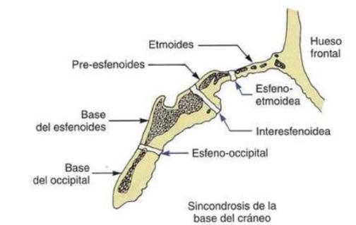 Maxilar El maxilar se desarrolla por completo tras el nacimiento por osificación intramembranosa es por ello que el crecimiento se produce de dos formas: Por aposición de hueso a nivel de las suturas