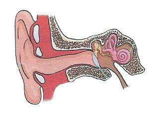 OÍDO El OÍDO es el órgano sensorial que utilizamos para escuchar sonidos. Tiene tres partes: 2. CANAL AUDITIVO: el sonido se desplaza hacia el tímpano. 3.