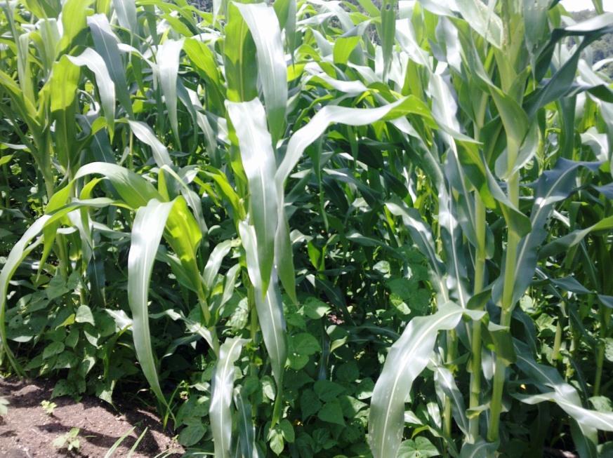 Fases fenológicas del maíz y frijol en las 4 regiones del país Norte Parcela de milpa ubicada en el municipio de Chaal, Alta Verapaz, el cultivo de maíz se encuentra en la fase fenológica de