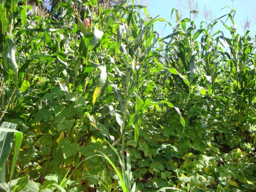 Oriente En la foto de la derecha se observa una parcela de milpa en el municipio de Morazán, El Progreso, el cultivo de maíz se encuentra en la fase fenológica de crecimiento II, en su etapa de