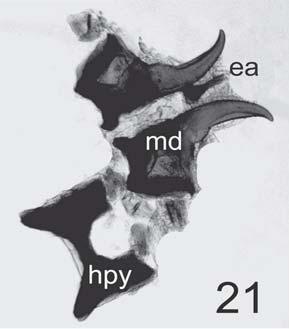 cuticulares robustas, fuertemente melanizadas, con frecuencia bífidas; y por la presencia de seis áreas fusiformes (Fig. 2 A, B).