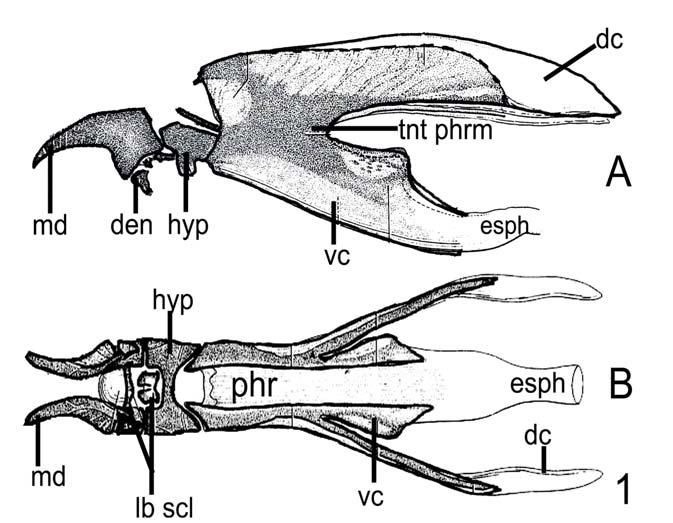 90 Rev. Soc. Entomol. Argent. 65 (1-2), 2006 Fig. 1 Esquema con nomenclatura de escleritos cefálo-faríngeos A: vista lateral, B: vista dorsal.