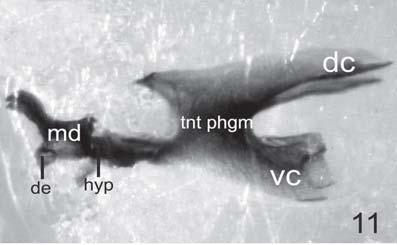 fulvicrura: Esclerito hipostomal (hyp) de larva II (400 X): A, vista doral, B, vista lateral. ig. 10. C.