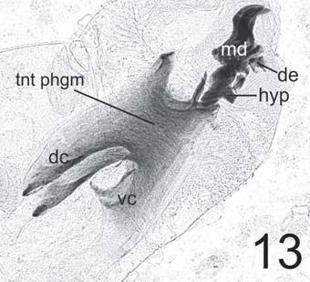 94 Rev. Soc. Entomol. Argent. 65 (1-2), 2006 Paralucilia pseudolyrcea (Mello, 1969) (Figs. 12, 13, 14, 15, 16, 17, 18, 19, 20, 21) Fig. 13. P. pseudolyrcea: Esqueleto cefálo-faríngeo de larva II (100 X), vista lateral.