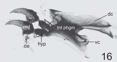 sericata: Esqueleto céfalo-faríngeo de larva III (100 X), vista lateral. (dc: cuerno dorsal; de: dentículo; hyp: hipostoma; md: esclerito mandibular; tnt phgn: fragma tentorial; vc: cuerno ventral).