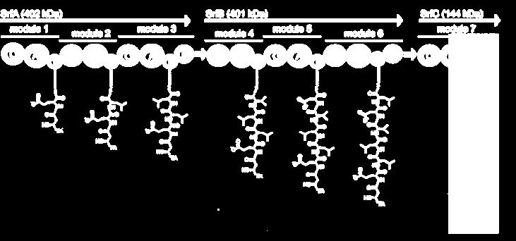 Péptidos no ribosomales: Biosíntesis