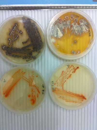 Cultivo de bacterias