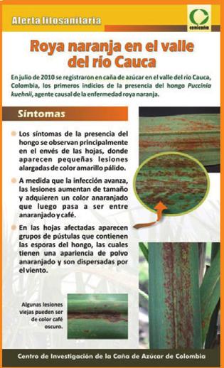 First report of Puccinia kuehnii causal agent of orange rust of sugarcane, in Brazil. Plant Disease 94(9):1170. Comstock, J. C.; Sood, S.G. and Glynn, N. C. 2008.