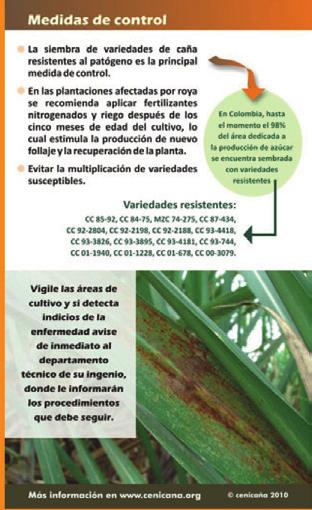 ; Glynn, N.C.; Comstock, J.C. and Castlebury L.A. 2009. First Report of Orange Rust of Sugarcane Caused by Puccinia kuehnii in Costa Rica and Nicaragua. Plant Disease 93(4):425. Díaz O. A.; Barroso F.