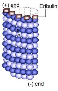 The eribulin s binding site differs from
