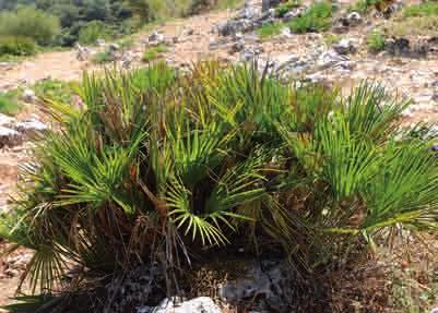 GUÍA DE LOS PAISAJES DEL PINSAPAR Palmito (Chamaerops humilis). Hojas compuestas de algarrobo (Ceratonia siliqua).