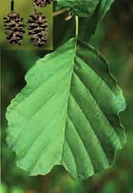 (Corylus avellana), higuera (Ficus