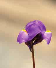 Flor de Erodium
