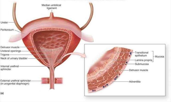 Anatomía de la vejiga Uréteres Orificios ureterales Trígono vesical Esfínter uretral interno Esfínter