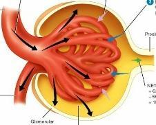 Filtración Glomerular La sangre es filtrada en el glomérulo renal