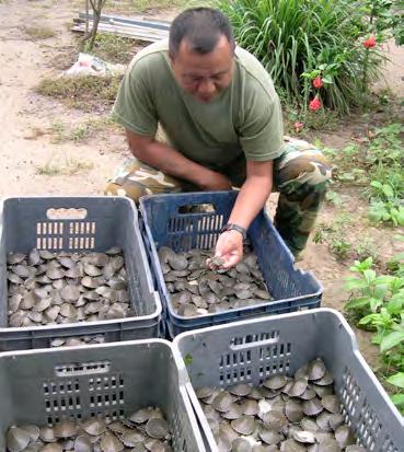 Figura 3. Programa de liberación de tortugas en el medio Orinoco Venezolano. Foto:. docena de huevos de tortuga charapa en el mercado local es de entre $10.000 y $15.000 pesos la docena.