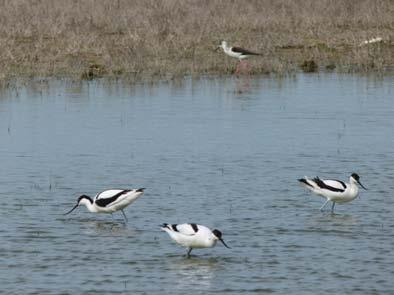 blanco). En las cercanías a la laguna podremos observar numerosas especies de aves acuáticas volando a, o hacia, las zonas inundadas.