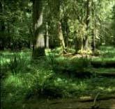 Ejemplo [río], actividad [12] Medida: Promoción de la madera muerta en el bosque de ribera ACTIVIDAD 12: GESTIÓN DE CONSERVACIÓN - HABITATS Fondo Descripción FEADER 36(b)(v) pagos bosque-ambientales