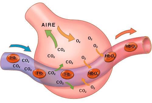 l aire i d expulsar el diòxid de carboni (C) del cos