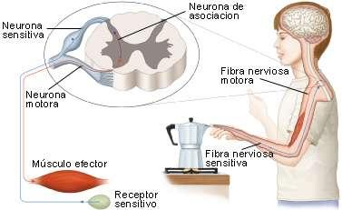 2. Se establecen conexiones en zonas del cerebro por neuronas de asociación entre las neuronas sensitivas y la neurona motora. 3.