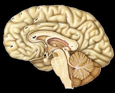Sistema nervioso central en vertebrados Encéfalo