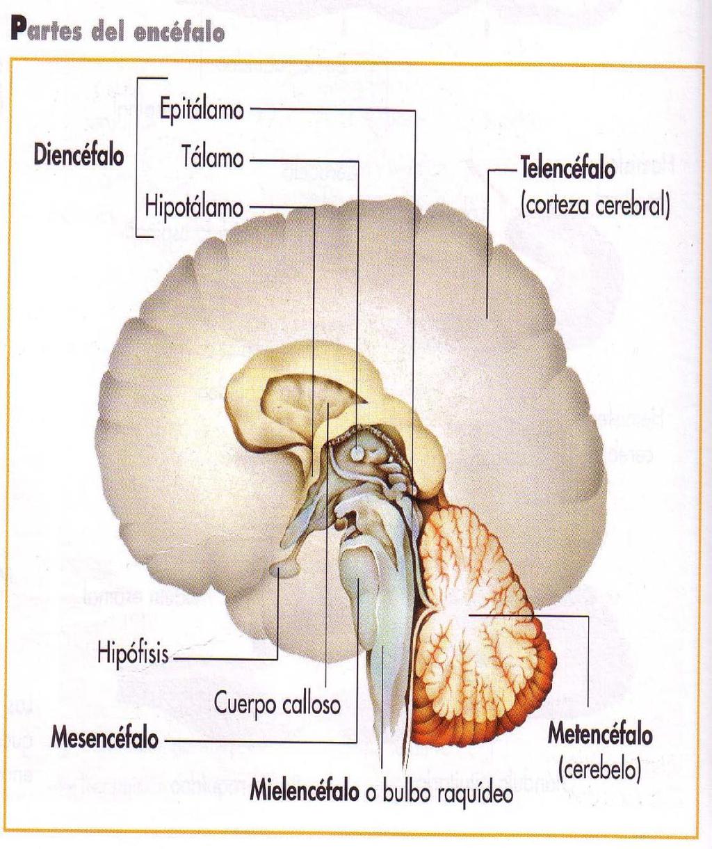 Encéfalo: Formado por: 1. Prosencéfalo 1.1. Telencéfalo (cerebro) Dos hemisferios conectados por el cuerpo calloso 1.2. Diencéfalo (epitálamo, tálamo, hipotálamo) 2.
