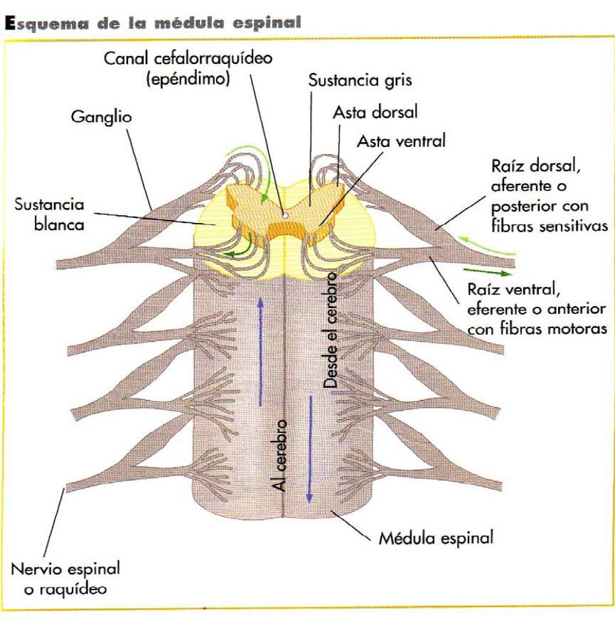 Médula espinal Es un tubo nervioso que discurre desde la base del encéfalo hasta la segunda vértebra lumbar, por dentro de la columna.