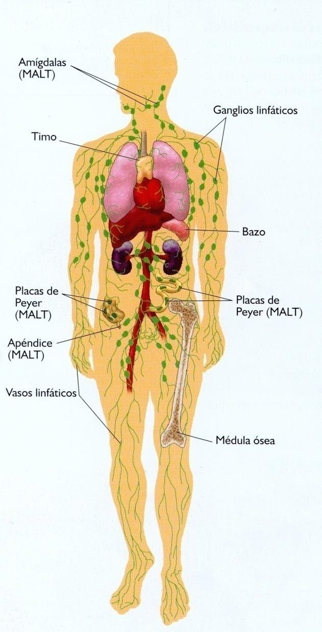 BARRERAS SECUNDARIAS ÓRGANOS: médula ósea, ganglios linfáticos, bazo, timo, CÉLULAS: linfocitos,