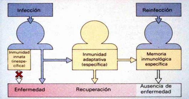 Integración del sistema inmunitario innato y el adaptativo La inmunidad innata constituye la primera barrera de defensa frente a la infección por agentes patógenos (principalmente bacterias).