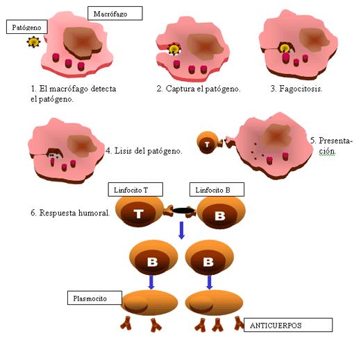 RESPUESTA HUMORAL Está producida por los anticuerpos que fabrican las células plasmáticas que son linfocitos B maduros.