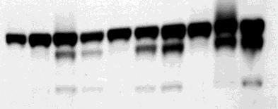 (a) Macrófagos CHX IFNγ (12h) (b) Fibroblastos horas CHX IFNγ 6 12 24 L32 IAα Figura 26. La inducción de y en respuesta al IFNγ no requiere la síntesis de novo de proteínas.