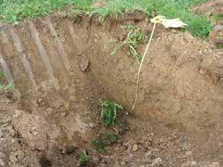 3. FACTORES AGRONÓMICOS SUELO: El suelo debe ser agronómicamente apto y mecanizable, con una pendiente inferior al 20%, en condiciones normales.