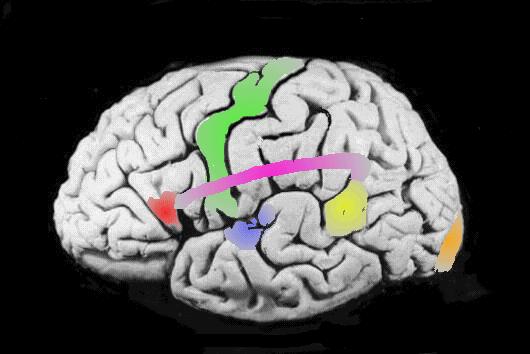 Mapa del hemisferio izquierdo del cerebro J.