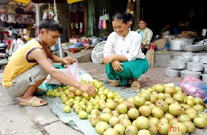 Bang, Lang Son y Mong Cai. No obstante ello, la plantación de perales en Vietnam es más extendida que la de manzanos.