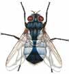 Identificación de Insectos Voladores Mosca doméstica menor Fannia canicularis Mosquitos Culex spp. Características Tórax gris con tres rayas longitudinales algo borrosas.